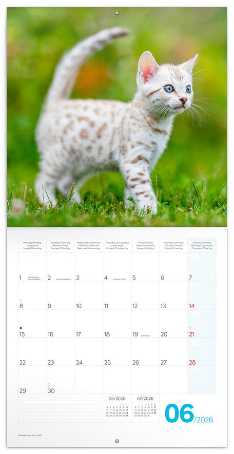 Grid calendar Kittens 2026, 30 x 30 cm