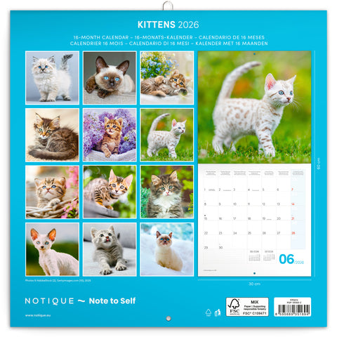 Grid calendar Kittens 2026, 30 x 30 cm
