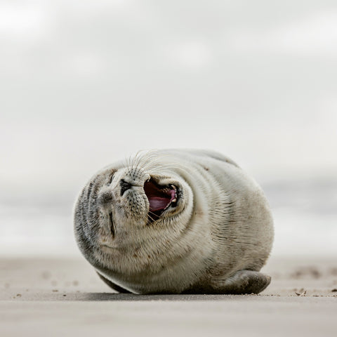 Grid calendar Keep Smiling 2026, 30 x 30 cm