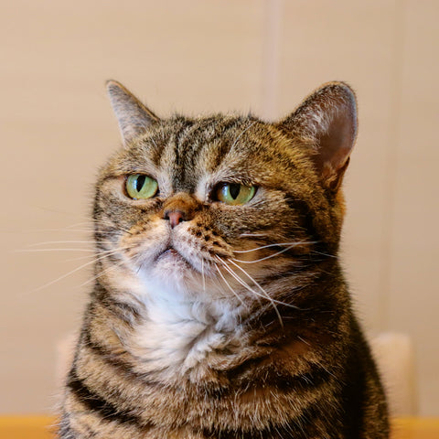 Grid calendar Keep Smiling 2026, 30 x 30 cm