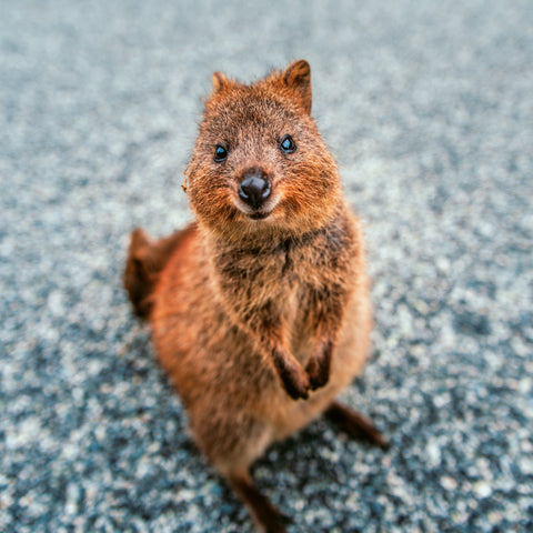 Grid calendar Keep Smiling 2026, 30 x 30 cm