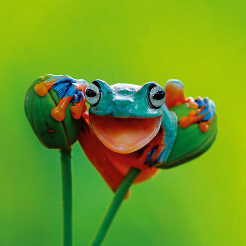 Grid calendar Keep Smiling 2026, 30 x 30 cm