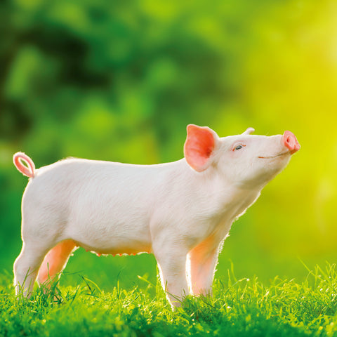 Grid calendar Keep Smiling 2026, 30 x 30 cm