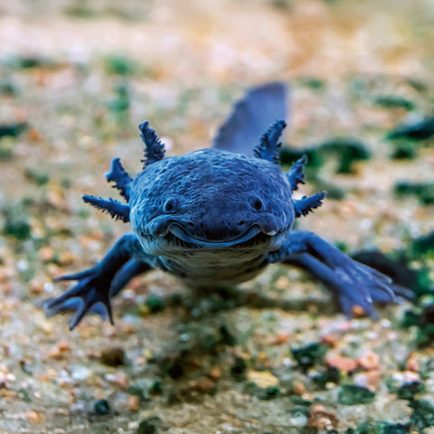 Grid calendar Keep Smiling 2026, 30 x 30 cm