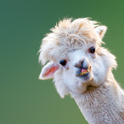 Grid calendar Keep Smiling 2026, 30 x 30 cm