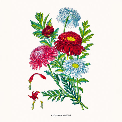 Grid calendar Herbarium 2026, 30 x 30 cm