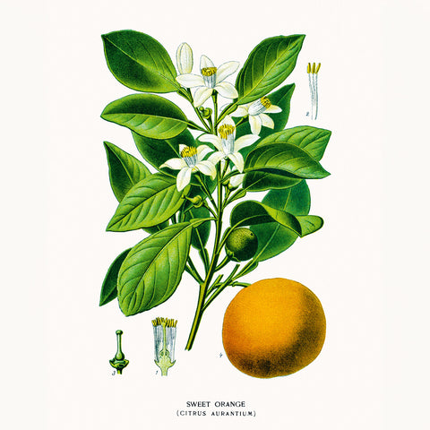 Grid calendar Herbarium 2026, 30 x 30 cm