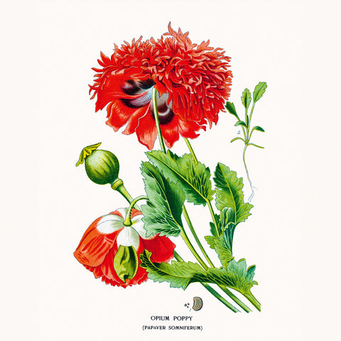 Grid calendar Herbarium 2026, 30 x 30 cm