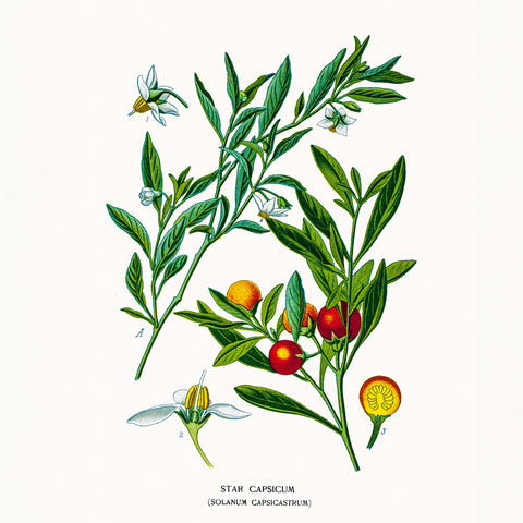 Grid calendar Herbarium 2026, 30 x 30 cm