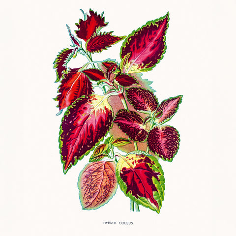 Grid calendar Herbarium 2026, 30 x 30 cm