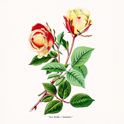 Grid calendar Herbarium 2026, 30 x 30 cm