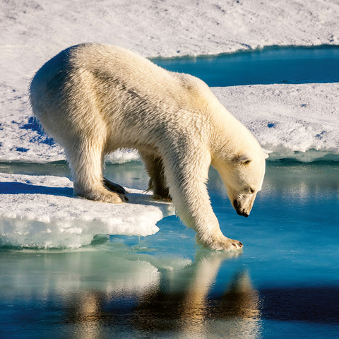 Grid calendar Wild Animals 2026, 30 x 30 cm