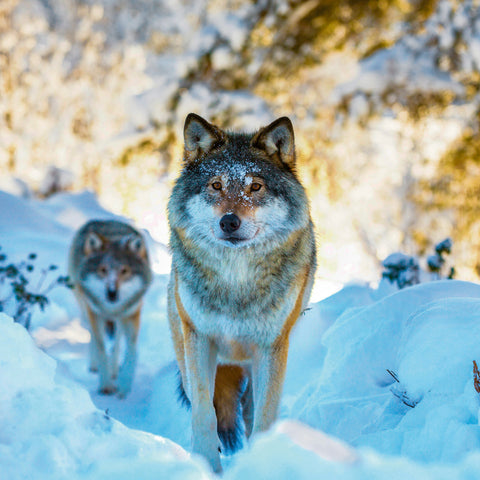 Grid calendar Wild Animals 2026, 30 x 30 cm