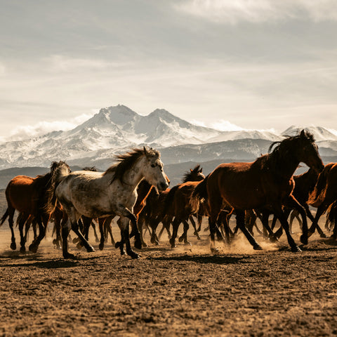 Grid calendar Wild Animals 2026, 30 x 30 cm