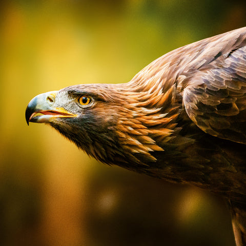 Grid calendar Wild Animals 2026, 30 x 30 cm