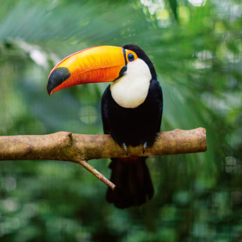 Grid calendar Wild Animals 2026, 30 x 30 cm