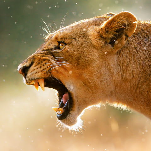 Grid calendar Wild Animals 2026, 30 x 30 cm