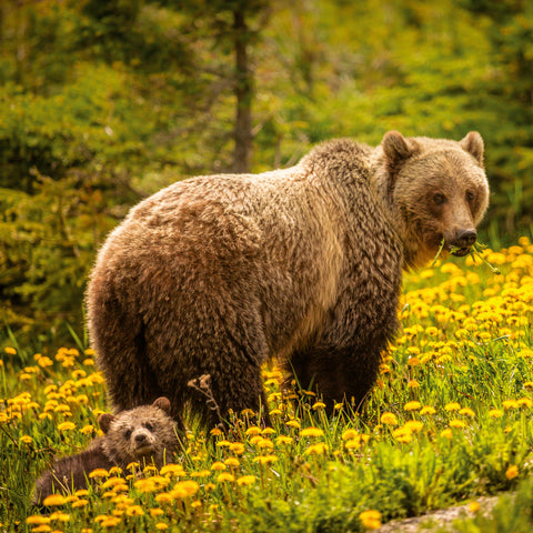 Grid calendar Wild Animals 2026, 30 x 30 cm