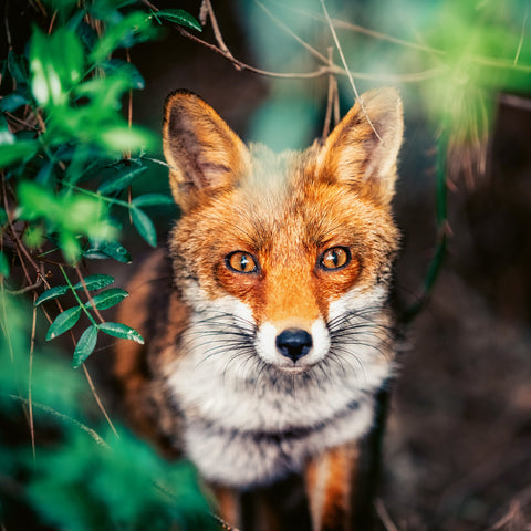 Grid calendar Wild Animals 2026, 30 x 30 cm