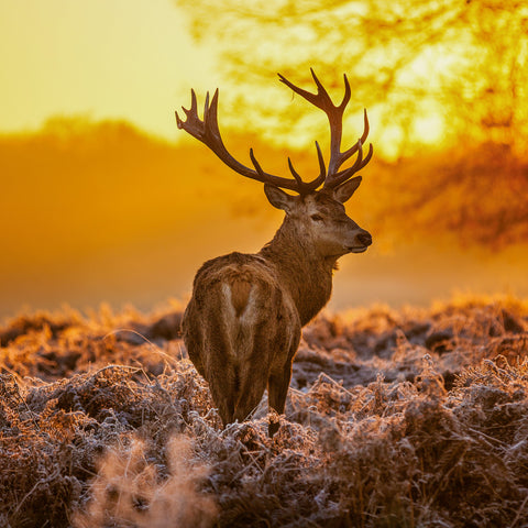 Grid calendar Wild Animals 2026, 30 x 30 cm