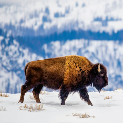 Grid calendar Wild Animals 2026, 30 x 30 cm