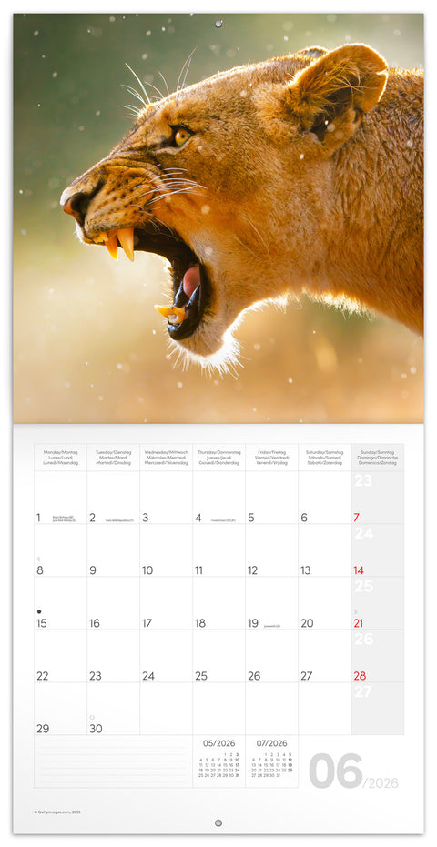 Grid calendar Wild Animals 2026, 30 x 30 cm