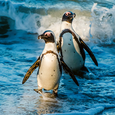 Grid calendar Endangered Animals 2026, 30 x 30 cm