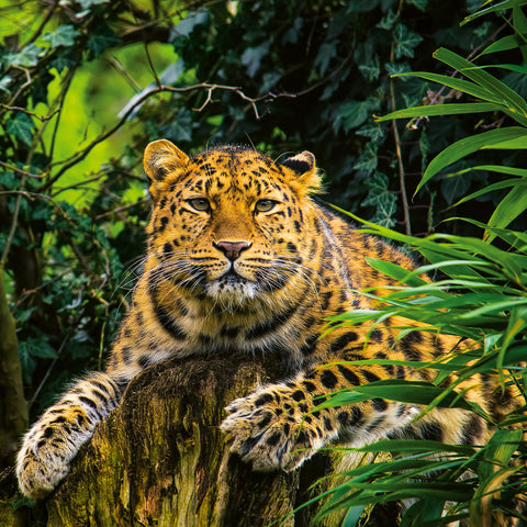 Grid calendar Endangered Animals 2026, 30 x 30 cm