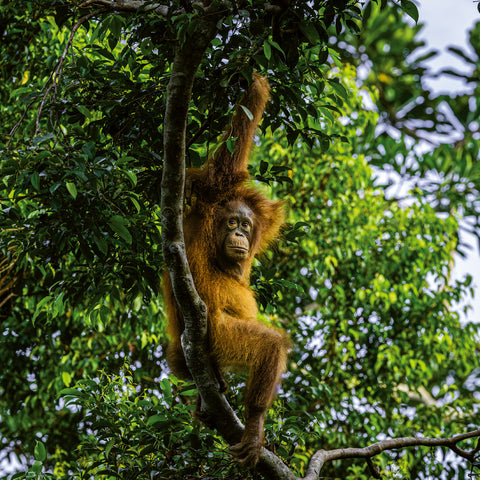 Grid calendar Endangered Animals 2026, 30 x 30 cm