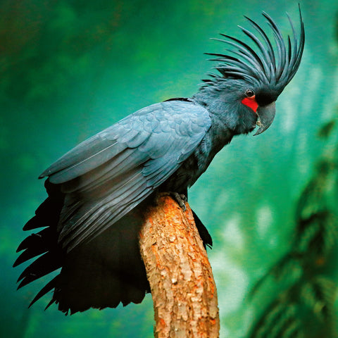 Grid calendar Endangered Animals 2026, 30 x 30 cm