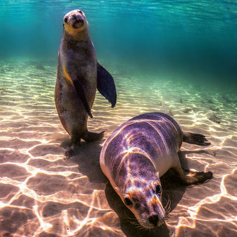 Grid calendar Endangered Animals 2026, 30 x 30 cm