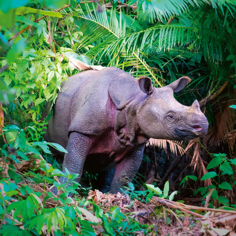 Grid calendar Endangered Animals 2026, 30 x 30 cm