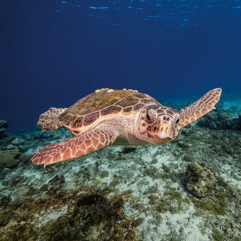 Grid calendar Endangered Animals 2026, 30 x 30 cm