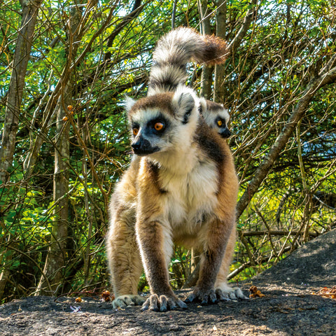 Grid calendar Endangered Animals 2026, 30 x 30 cm