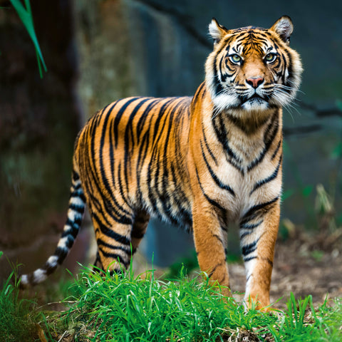 Grid calendar Endangered Animals 2026, 30 x 30 cm