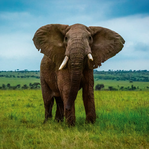 Grid calendar Endangered Animals 2026, 30 x 30 cm