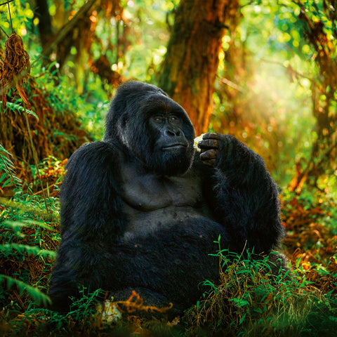 Grid calendar Endangered Animals 2026, 30 x 30 cm