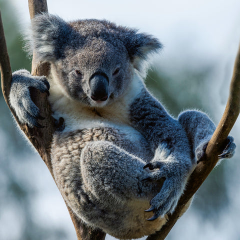 Grid calendar Endangered Animals 2026, 30 x 30 cm