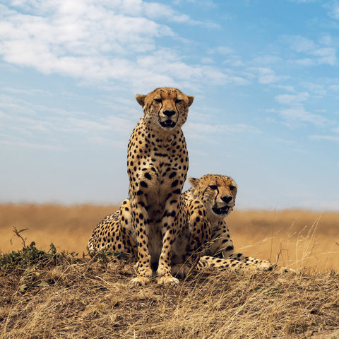 Grid calendar Wild Animals 2027, 30 x 30 cm