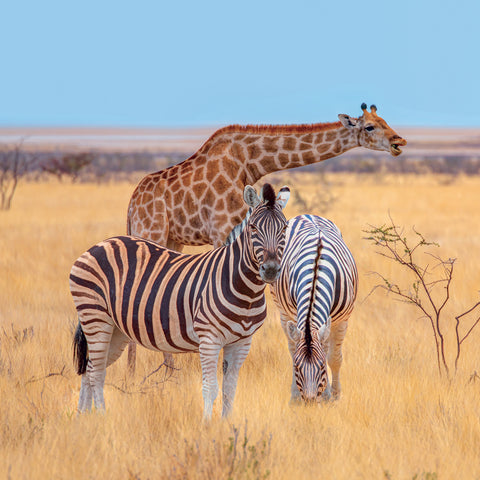 Grid calendar Wild Animals 2027, 30 x 30 cm