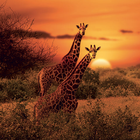 Grid calendar Wild Animals 2027, 30 x 30 cm