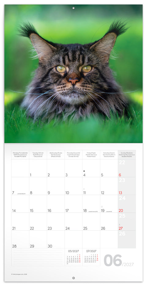Grid calendar Cats 2027, 30 x 30 cm