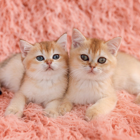 Grid calendar Kittens 2027, 30 x 30 cm