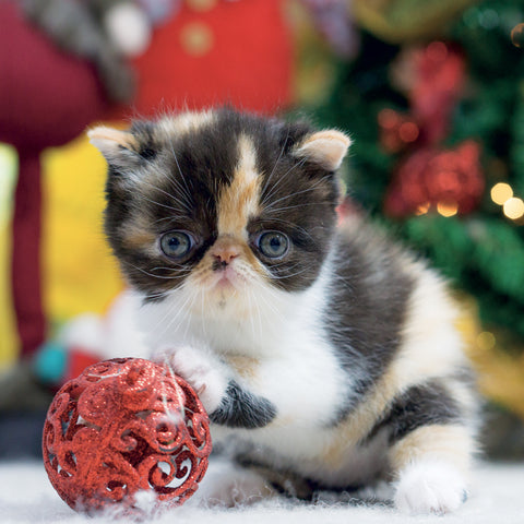 Grid calendar Kittens 2027, 30 x 30 cm