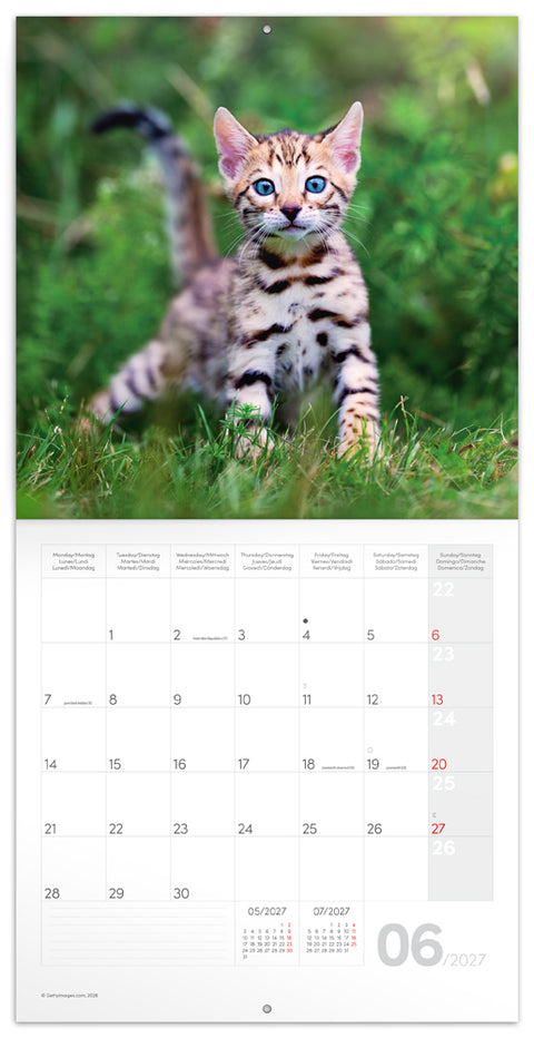 Grid calendar Kittens 2027, 30 x 30 cm