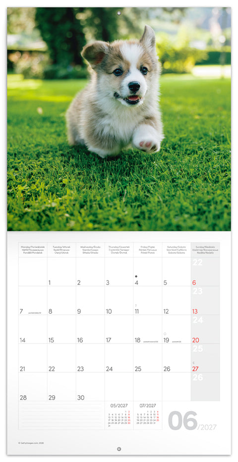 Grid calendar Animal Cuties 2027, 30 x 30 cm