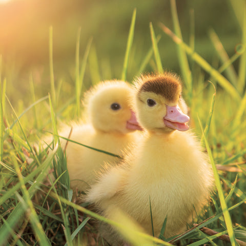 Grid calendar Animal Cuties 2027, 30 x 30 cm