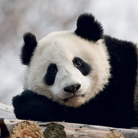 Grid calendar Pandas 2027, 30 x 30 cm