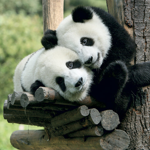 Grid calendar Pandas 2027, 30 x 30 cm