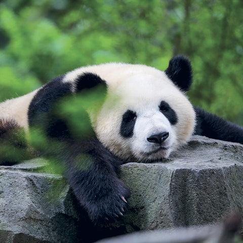 Grid calendar Pandas 2027, 30 x 30 cm